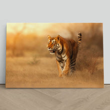 Load image into Gallery viewer, Male Tiger in India