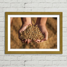 Load image into Gallery viewer, Hands Holding Rice Seeds India Harvest