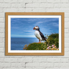 Load image into Gallery viewer, Puffin on Latrabjarg Cliffs