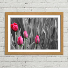 Load image into Gallery viewer, Pink Tulips in Black and White