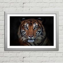 Load image into Gallery viewer, Sumatran Tiger Staring