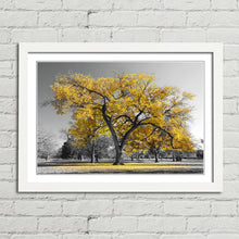Load image into Gallery viewer, Large Tree with Yellow Leaves Central Park