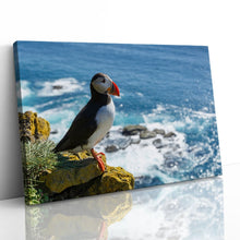 Load image into Gallery viewer, Puffin on Latrabjarg Cliff