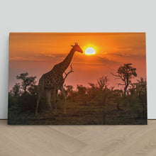 Load image into Gallery viewer, Giraffe in Kruger Park