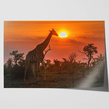 Load image into Gallery viewer, Giraffe in Kruger Park