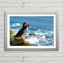 Load image into Gallery viewer, Puffin on Latrabjarg Cliff
