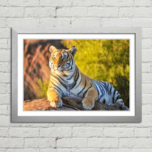 Load image into Gallery viewer, Tiger Big Cat Sitting