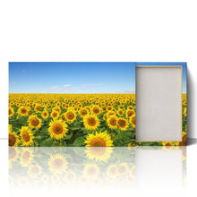Load image into Gallery viewer, Yellow Sunflowers in Field