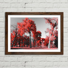Load image into Gallery viewer, Red Trees in Central Park New York