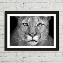 Load image into Gallery viewer, Puma Wild Cat