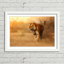 Load image into Gallery viewer, Male Tiger in India