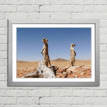 Load image into Gallery viewer, Cute Meerkats on Lookout