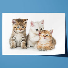 Load image into Gallery viewer, Three Kittens Cats Cute