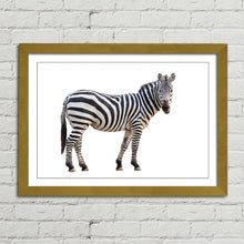 Load image into Gallery viewer, Zebra Staring Close Up