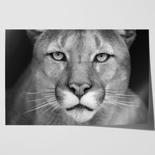Load image into Gallery viewer, Puma Wild Cat
