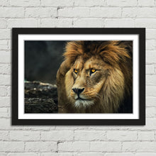 Load image into Gallery viewer, Lion Staring Portrait