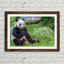 Load image into Gallery viewer, Giant Panda in China