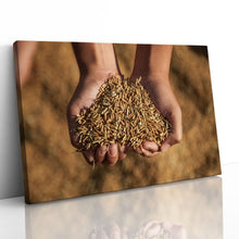 Load image into Gallery viewer, Hands Holding Rice Seeds India Harvest