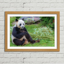 Load image into Gallery viewer, Giant Panda in China