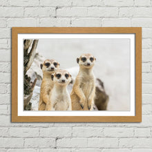Load image into Gallery viewer, Meerkats Group Cute