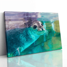 Load image into Gallery viewer, Spotted Seal Close Up