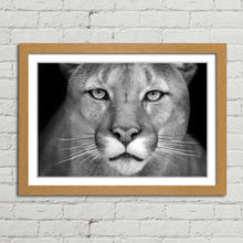 Load image into Gallery viewer, Puma Wild Cat