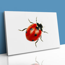 Load image into Gallery viewer, Ladybird Close Up Nature