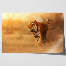Load image into Gallery viewer, Male Tiger in India