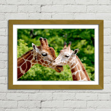Load image into Gallery viewer, Giraffes Close Up