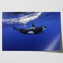 Load image into Gallery viewer, Killer Whale in the Pacific New Zealand