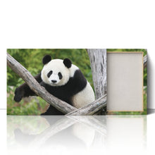 Load image into Gallery viewer, Giant Panda Bear China