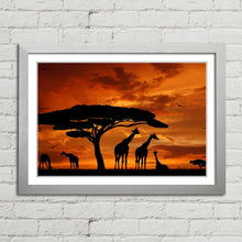 Load image into Gallery viewer, Giraffe Herd at Sunset