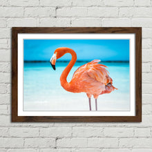 Load image into Gallery viewer, Pretty Pink Aruba Flamingo