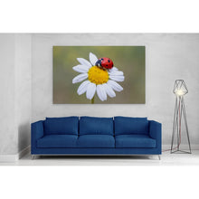Load image into Gallery viewer, Ladybird on White Daisy Flower