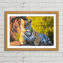 Load image into Gallery viewer, Tiger Big Cat Sitting