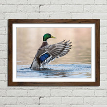 Load image into Gallery viewer, Mallard Duck in Water