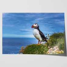 Load image into Gallery viewer, Puffin on Latrabjarg Cliffs