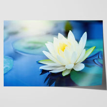 Load image into Gallery viewer, White Lotus Flower in Pond