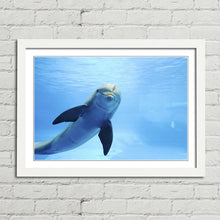 Load image into Gallery viewer, Cute Dolphin Staring