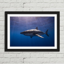 Load image into Gallery viewer, Cage Diving Great White Shark