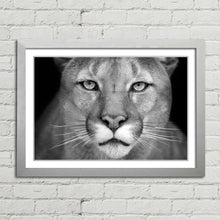 Load image into Gallery viewer, Puma Wild Cat