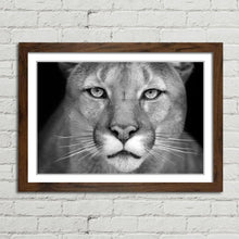 Load image into Gallery viewer, Puma Wild Cat