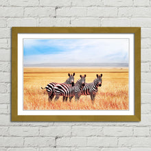 Load image into Gallery viewer, Zebras in Tanzania Savannah