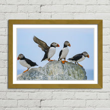 Load image into Gallery viewer, Atlantic Puffins on Rock