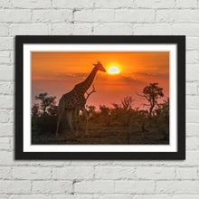 Load image into Gallery viewer, Giraffe in Kruger Park