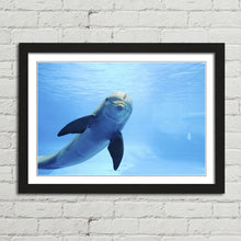 Load image into Gallery viewer, Cute Dolphin Staring