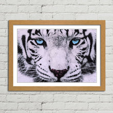 Load image into Gallery viewer, Blue Eyed White Tiger