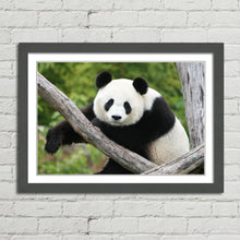 Load image into Gallery viewer, Giant Panda Bear China