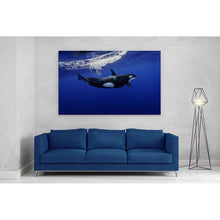 Load image into Gallery viewer, Killer Whale in the Pacific New Zealand