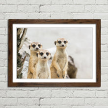 Load image into Gallery viewer, Meerkats Group Cute